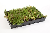 [SIPLAST : CANOPIA, la nouvelle gamme Siplast pour les toitures-terrasses végétalisées et jardins.]